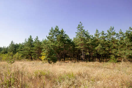 Wild angle view at the pine trees in forestの写真素材