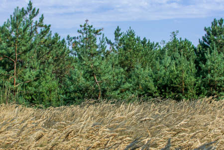 Wild angle view at the pine trees in forestの写真素材