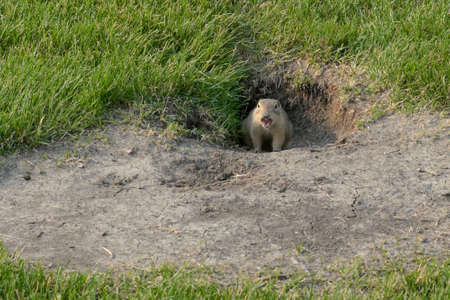 Curious gopher peeking outside its home in summerの写真素材