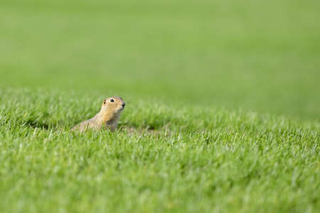 Curious gopher peeking outside its home in summerの写真素材