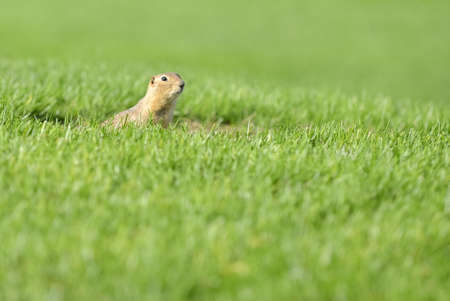 Curious gopher peeking outside its home in summerの写真素材