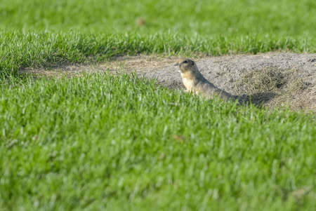Curious gopher peeking outside its home in summerの写真素材