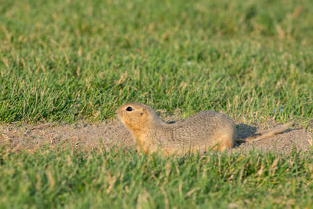 Curious gopher peeking outside its home in summer