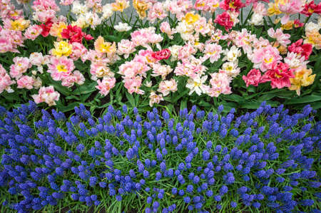 Colorful flowers grow in Keukenhof Garden in the Netherlandsの写真素材