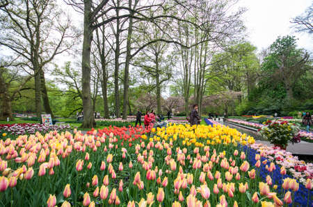 Colorful flowers grow in Keukenhof Garden in the Netherlandsのeditorial素材