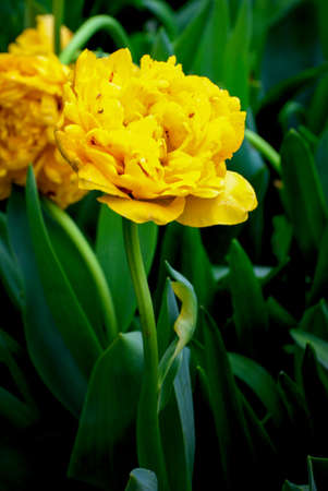 Colorful flowers grow in Keukenhof Garden in the Netherlands