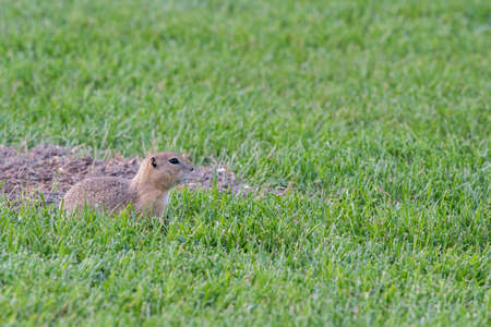Curious gopher peeking outside its home in summerの写真素材