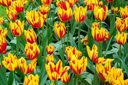 Colorful flowers grow in Keukenhof Garden in the Netherlandsの写真素材