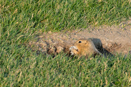 Curious gopher peeking outside its home in summer