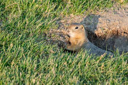 Curious gopher peeking outside its home in summerの写真素材