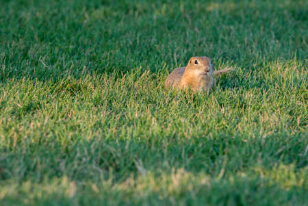 Curious gopher peeking outside its home in summerの写真素材