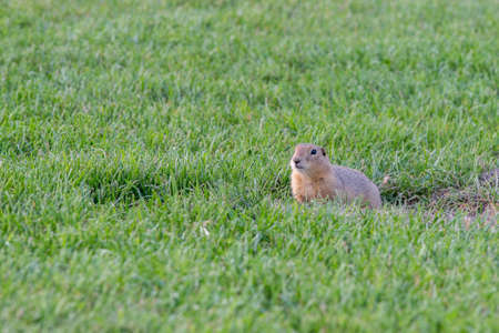 Curious gopher peeking outside its home in summer