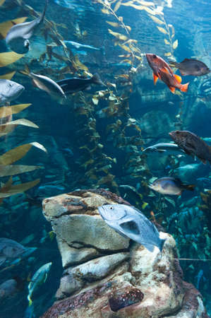Exotic marine animals swimming in an aquariumの写真素材