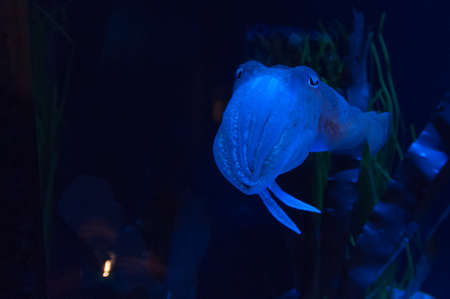 Exotic marine animals swimming in an aquariumの写真素材