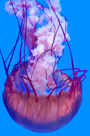 Exotic marine animals swimming in an aquarium