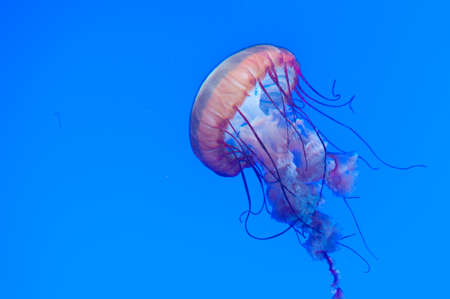Exotic marine animals swimming in an aquariumの写真素材