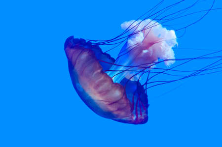 Exotic marine animals swimming in an aquarium