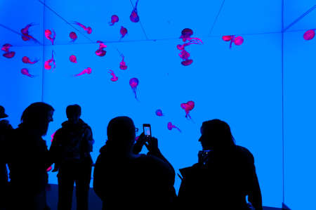 Exotic marine animals swimming in an aquariumの写真素材