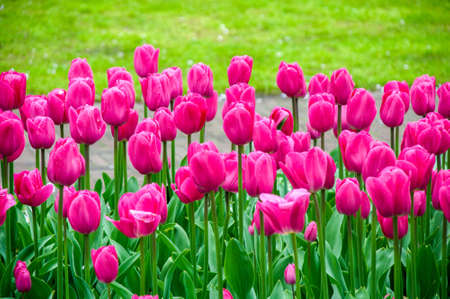 Colorful flowers grow in Keukenhof Garden in the Netherlandsの写真素材