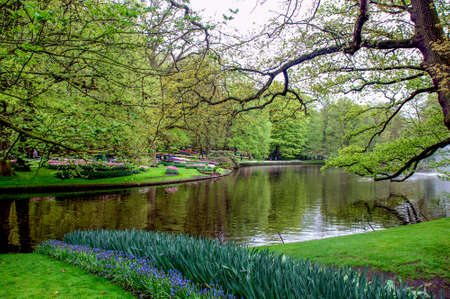Colorful flowers grow in Keukenhof Garden in the Netherlandsの写真素材
