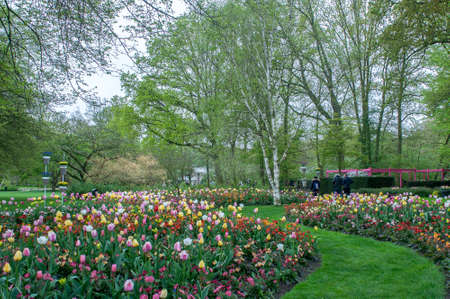 Colorful flowers grow in Keukenhof Garden in the Netherlandsのeditorial素材