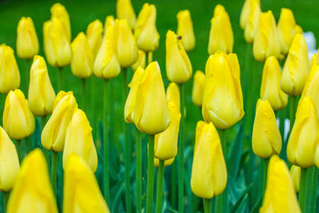 Colorful flowers grow in Keukenhof Garden in the Netherlandsの写真素材