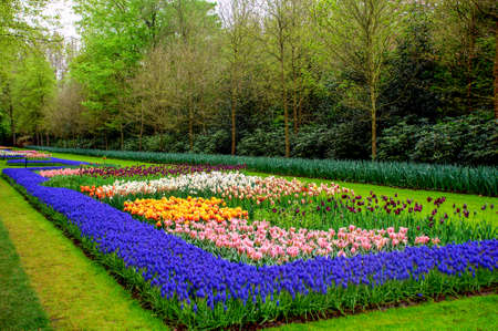 Colorful flowers grow in Keukenhof Garden in the Netherlandsのeditorial素材