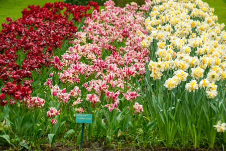 Colorful flowers grow in Keukenhof Garden in the Netherlandsのeditorial素材