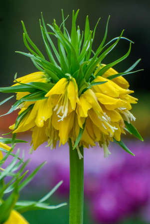Colorful flowers grow in Keukenhof Garden in the Netherlandsの写真素材