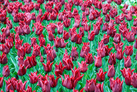 Colorful flowers grow in Keukenhof Garden in the Netherlandsの写真素材