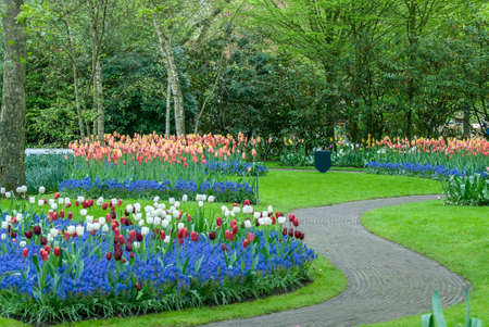 Colorful flowers grow in Keukenhof Garden in the Netherlandsのeditorial素材