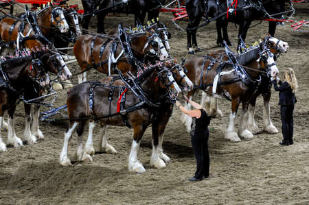 November 4, 2017. Toronto, Canada. Rider is competing during the Royal Horse Show at throughout The Royal Agricultural Winter Fair on November 3-12, 2017 at Ricoh Coliseum in Toronto, Canadaのeditorial素材