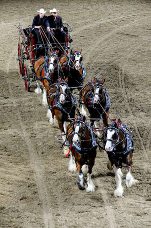 November 4, 2017. Toronto, Canada. Rider is competing during the Royal Horse Show at throughout The Royal Agricultural Winter Fair on November 3-12, 2017 at Ricoh Coliseum in Toronto, Canadaのeditorial素材