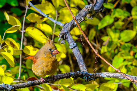 Red bird northern cardinal sits on a branch in the bushesの写真素材