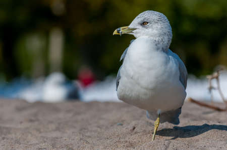 The close up portrait of seagull birdの写真素材