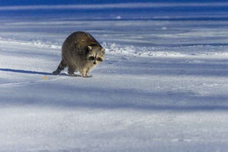 Closeup raccoon in winter in Canadaの写真素材
