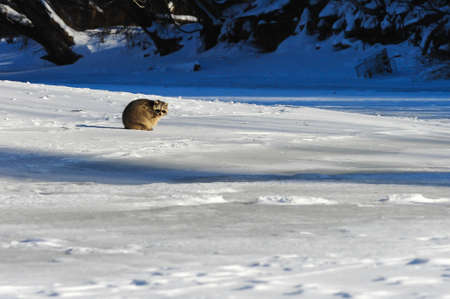 Closeup raccoon in winter in Canadaの写真素材