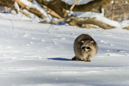 Closeup raccoon in winter in Canadaの写真素材