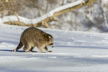 Closeup raccoon in winter in Canadaの写真素材