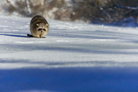 Closeup raccoon in winter in Canadaの写真素材