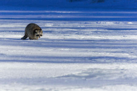 Closeup raccoon in winter in Canadaの写真素材