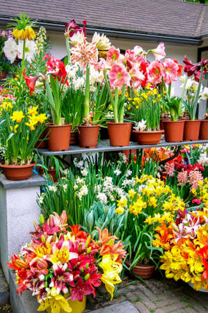 Colorful flowers grow in Keukenhof Garden in the Netherlandsの写真素材