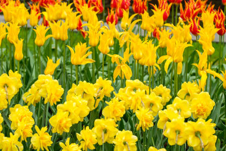 Colorful flowers grow in Keukenhof Garden in the Netherlandsの写真素材