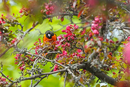 Male Baltimore Oriole Perched On Branch of apple tree on summer time