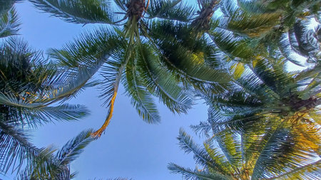 Bottom view of a palm tree on a sunny day
