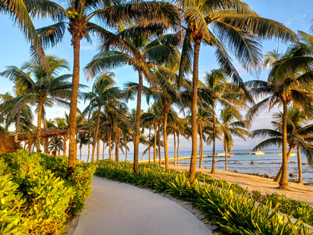 View of a coastal resort pathway lined with palm trees and tropical landscaping along the beachの写真素材