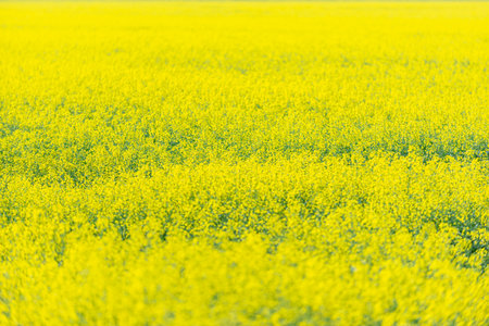 View at the Yellow rapeseed field in sunny day