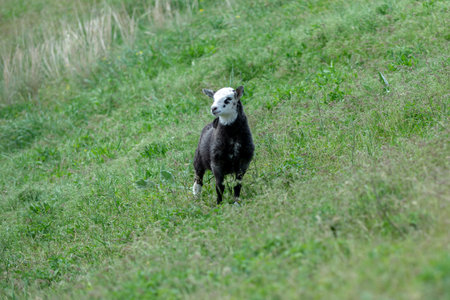 A little goat grazes on its own in a green meadow on sunny dayの写真素材