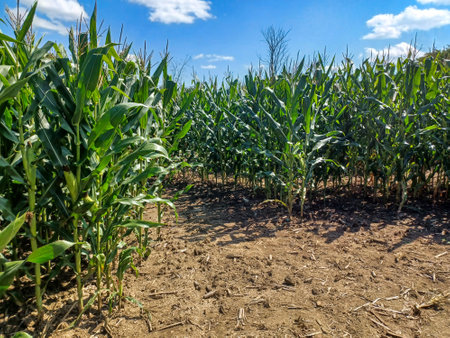 Toronto, ON, Canada â September 9, 2024: A sunny corn maze path winds through tall green stalks under a bright blue sky with scattered clouds.の写真素材