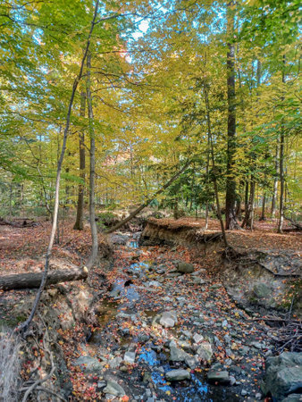 A dry stream bed winds through a colourful autumn forest in Toronto, with golden leaves scattered...